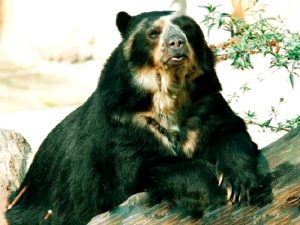 Гигантский очковый медведь фото